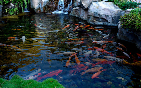 Pond Volume Calculator